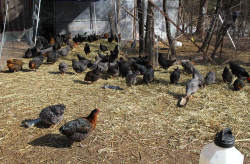 These Australorp and Barred Rock pullets will soon be big enough to be put in an egg-mobile out on pasture at Perry-winkle Farm.