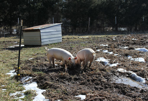 4 month old pastured pigs at Perry-winkle Farm.