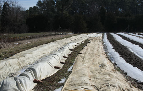 These overwintered cut flower crops were planted last fall and are now protected with row covers at Perry-winkle Farm.