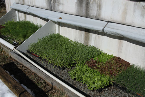 These transplants in the cold frame at Perry-winkle Farm should already be in the ground but are delayed due to the abnormally cold temperatures.