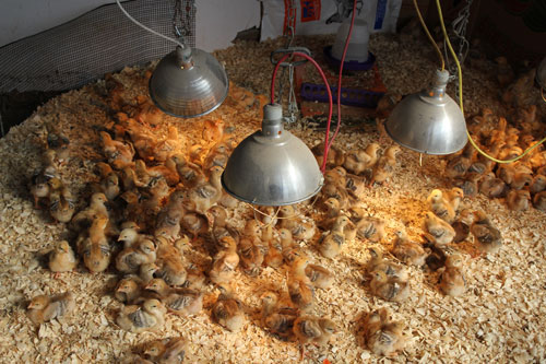 Two week old red broiler chicks stay warm under heat lamps in the brooder at Perry-winkle Farm.