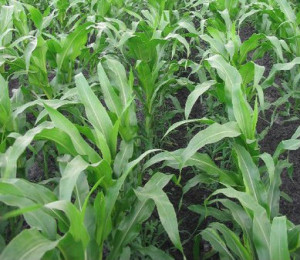 Organic corn growing in field 