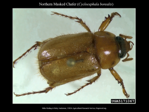 MaskedChafer_Adult