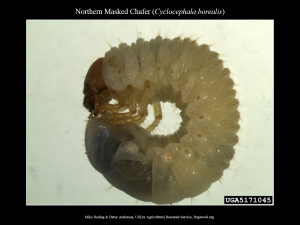 MaskedChafer_Larva