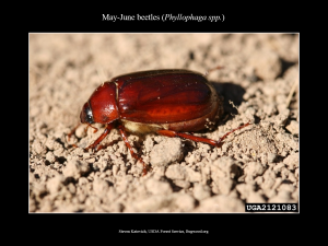 MayJuneBeetle_A