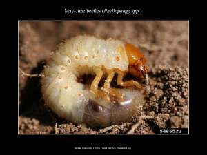 MayJuneBeetle_Larva