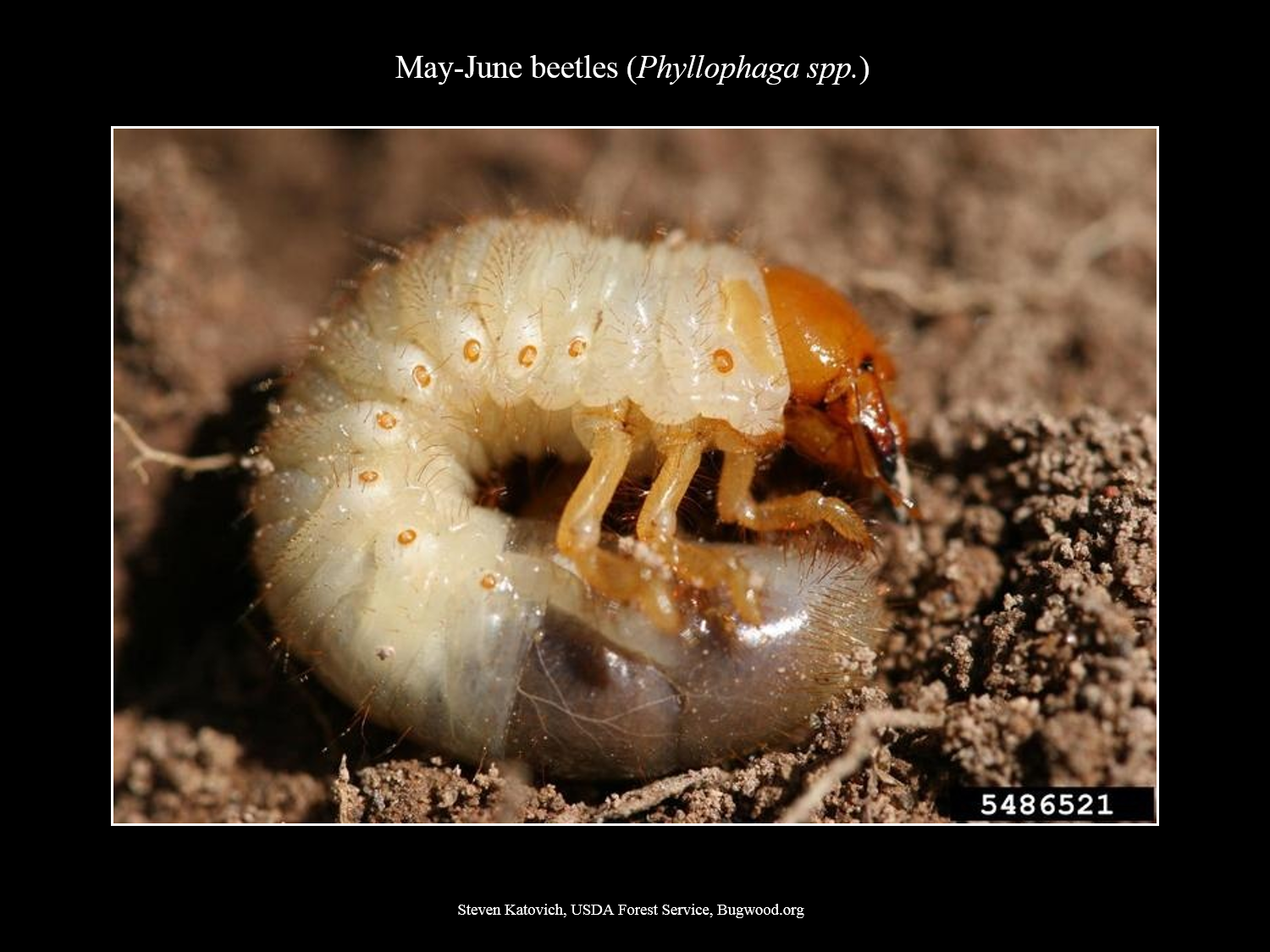 White Grub  NC State Extension