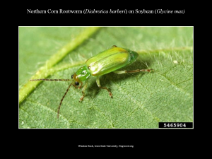 NortherCornRootworm_Soybean