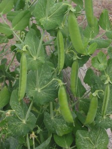 Plant seeds of garden peas, sugar snaps, and snow peas in February. 