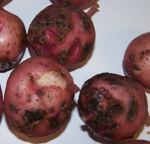 Potatoes grown in dry sandy soils and soils with pH over 5.5 are more prone to scab disease. 