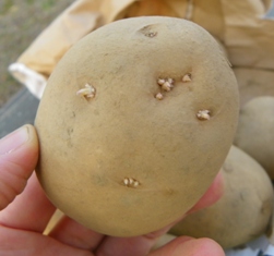 Make sure each seed piece has at least one eye or sprout. 