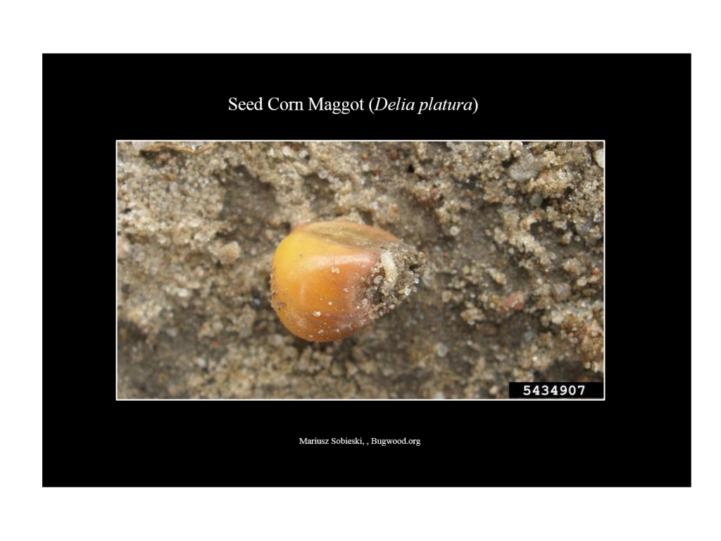 SeedCornMaggot_Larva