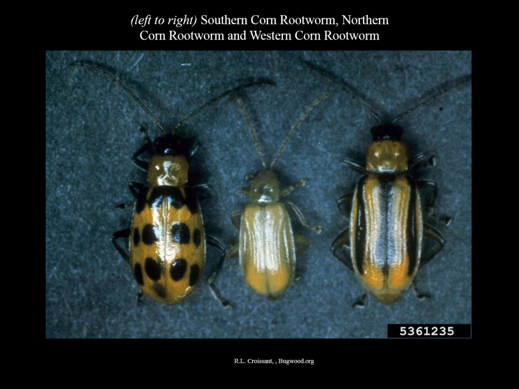 Corn Rootworm Beetles