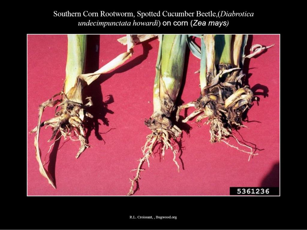 SouthernCornRootworm_Damage