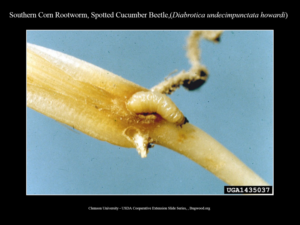 Southern Corn Rootworm Larva