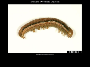 True Armyworm Larva