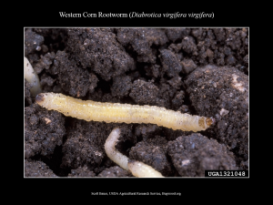 WesternCornRootworm_Larva