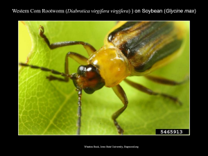 WesternCornRootworm_Soybean