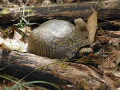 Box Turtle