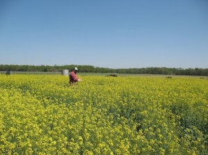 Canola