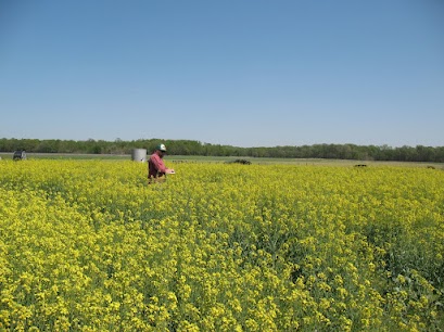 canola