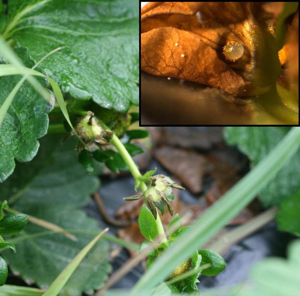 Buds damaged by strawberry clipper weevil, and  (inset) strawberry clipper weevil egg inside bud. Photo: Hannah Burrack