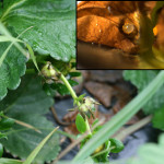 Buds damaged by strawberry clipper weevil, and  (inset) strawberry clipper weevil egg inside bud. Photo: Hannah Burrack