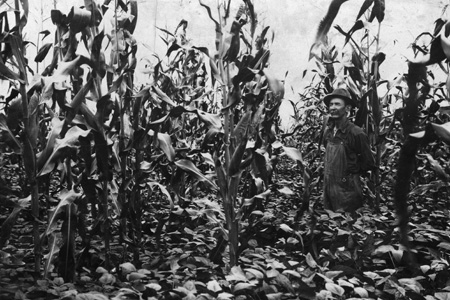 A 1917 farmer in a field of corn and other crop, possibly soybeans. At the time, Extension recommended corn-and-soybean intercropping.