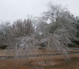 Ice covered tree