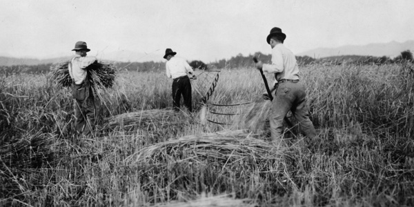 This 1919 photo from the NCSU Libraries Digital Program depicts wheat farm operations in Buncombe County. Wheat is being cut by cradle and bound by hand.