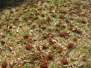 Small mounds caused by ground nesting bees do not damage lawns. 