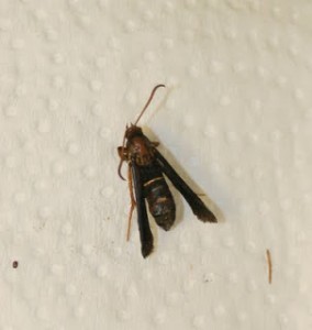 Female grape root borer moth one week after collection. Photo: Hannah Burrack