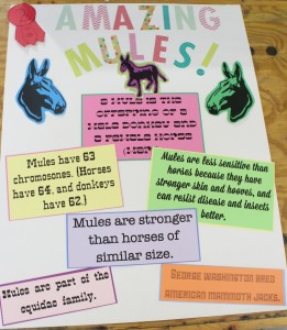 Mule Poster