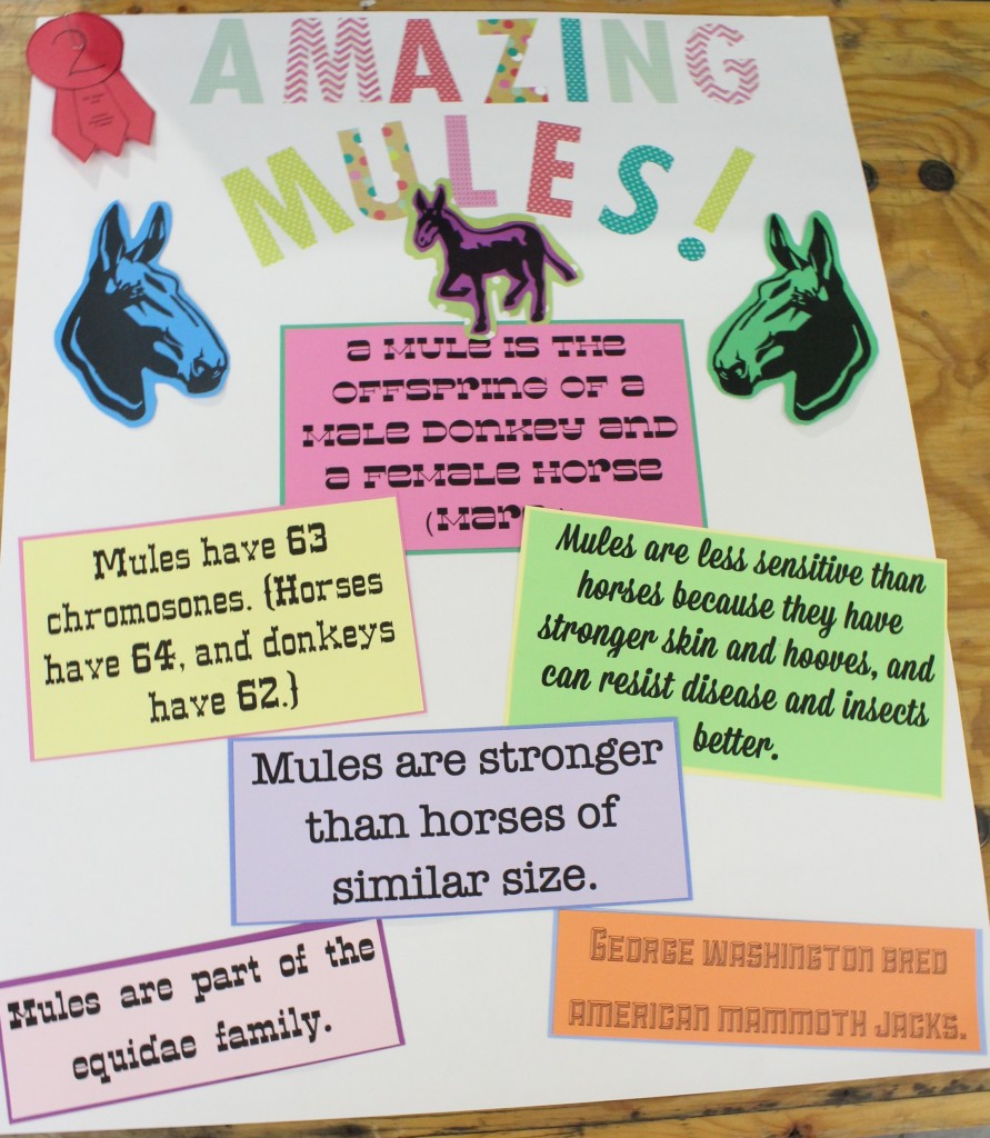 Amazing Mules poster