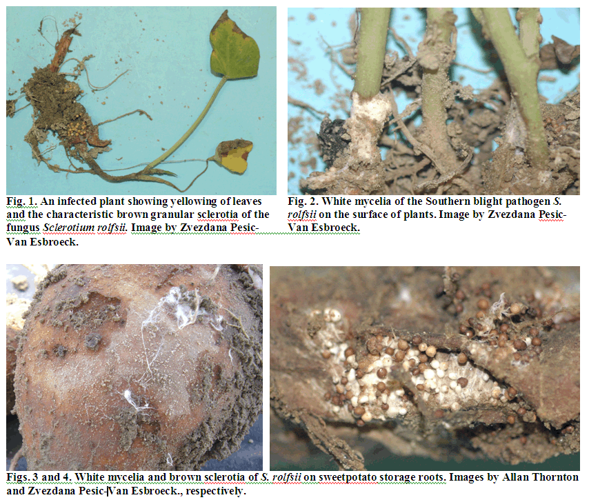 disease on sweet potatoes