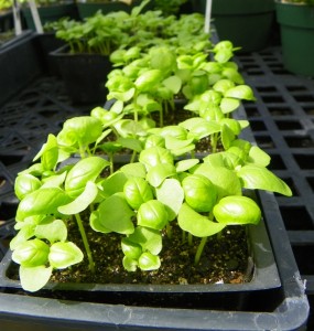 Place seedlings in a well lit area after they emerge. 
