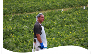 Spanish-worker-in-agriculture-300x178