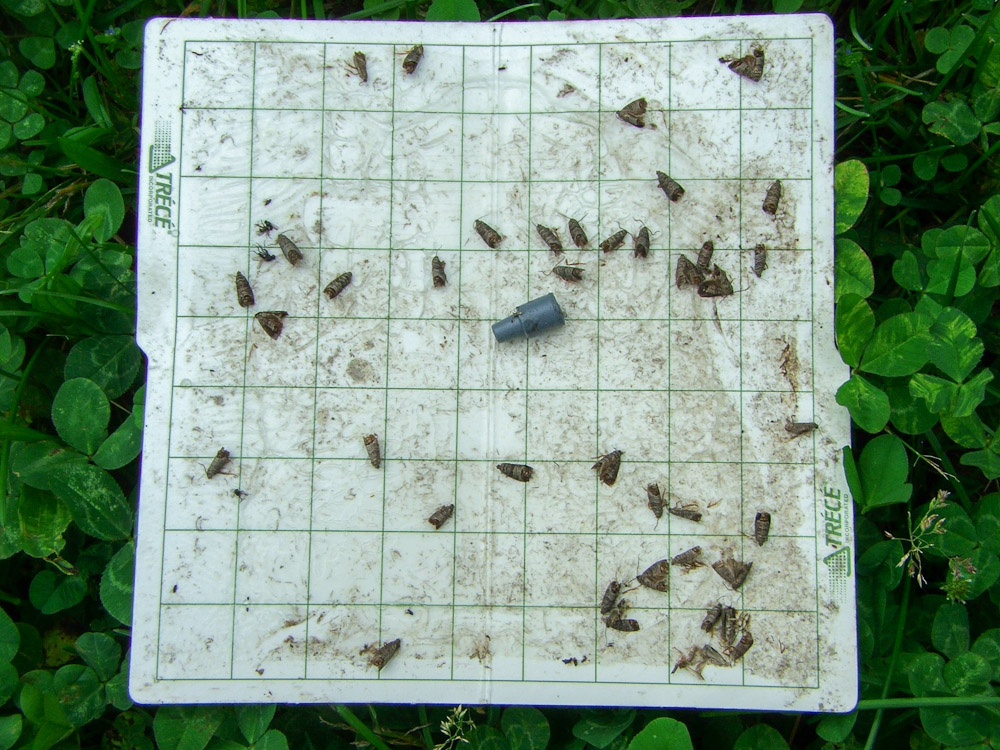 Line Trapping: A Promising Method for More Accurate Pest Monitoring