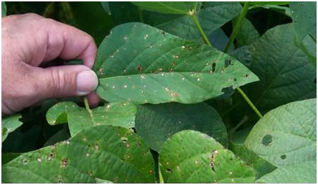 pest alert frogeye leaf spot resistance alert nc state extension frogeye leaf spot