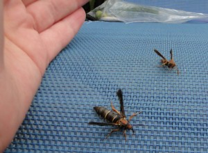 Female (front) and male (rear) grape root borer moths. Photo: Hannah Burrack