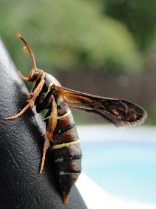 Female grape root borer moth. Photo: Hannah Burrack