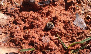 Bee emerging from its mound