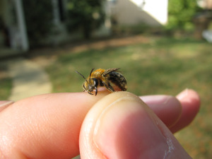 Bee on Finger