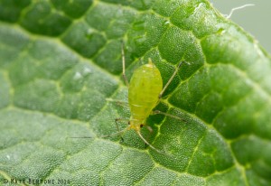 The coloration of the yellow rose aphid ranges from yellow to spring green, like these aphids from Clayton, NC. 