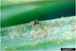 spruce spider mite