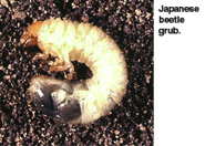 Cover photo for Do You Have Problems With White Grubs?