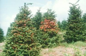 Balsam woolly adelgid damage