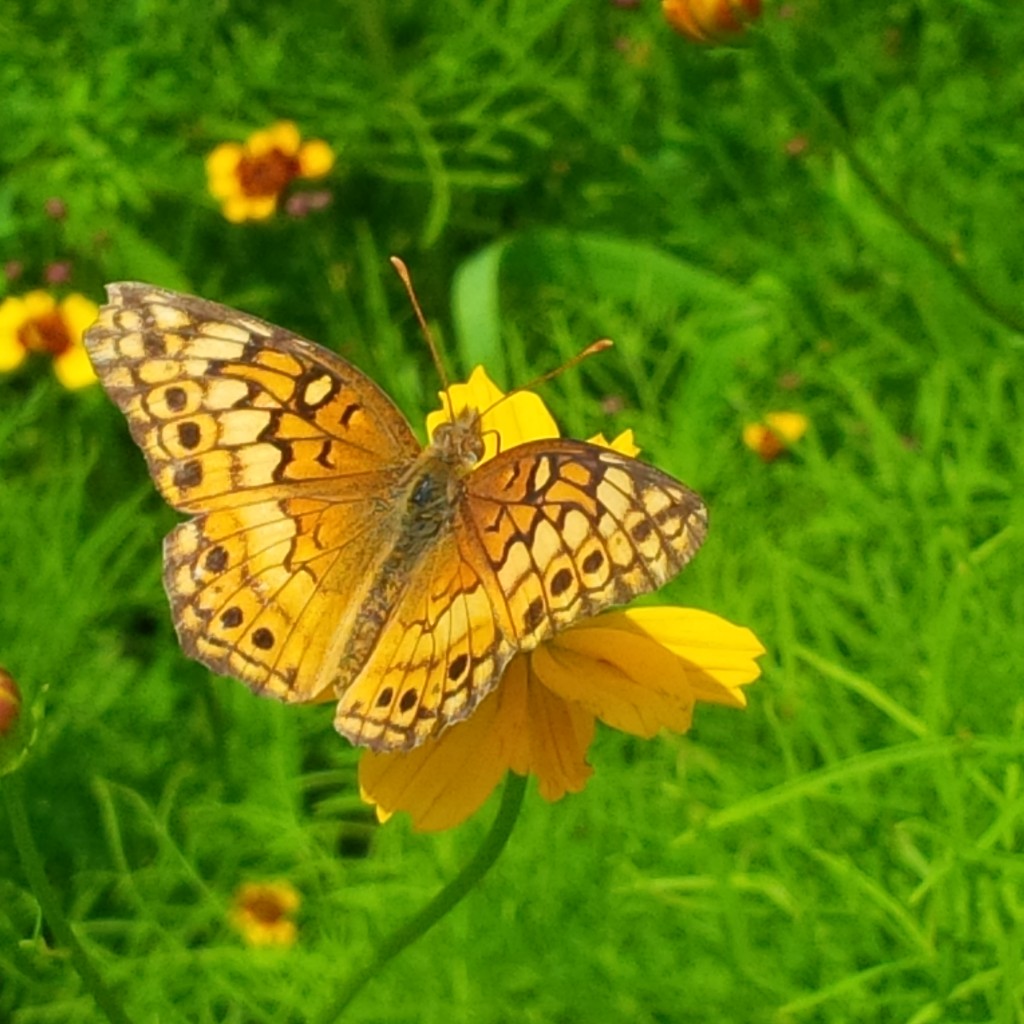 Butterfly on flower