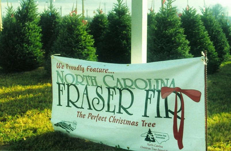 Outdoor sign advertising NC Fraser Fir trees