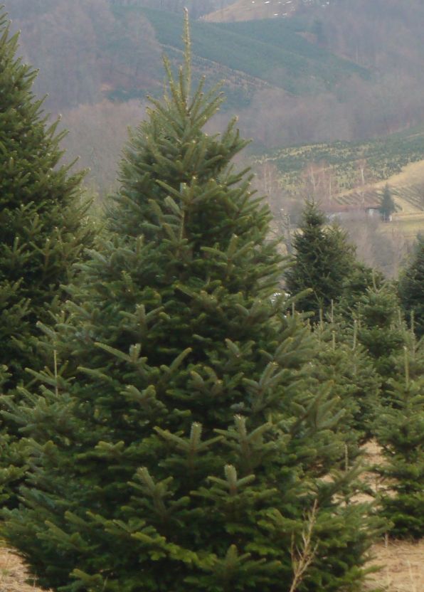 Fraser fir tree in Christmas tree field